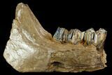 Irish Elk Jaw Section - Pleistocene, Germany #123490-2